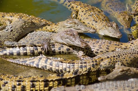 hermes krokodilfarm darwin|hermes crocodile plant australia.